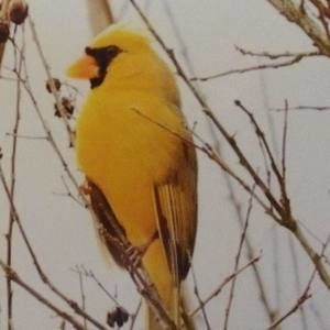 Meet your Posher, Marilyn